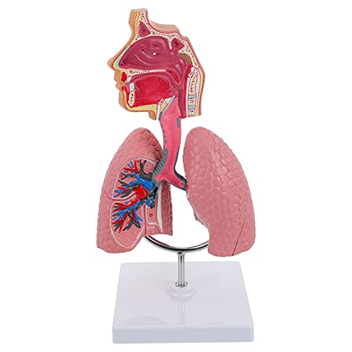 VILLCASE Emberi orrüreg Torkát Anatómiai Modell, az Emberi Tüdő Modell, Légzőrendszer Tüdő Modell Oktatási Eszköz, a Diákok