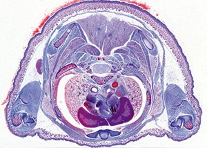 A Disznó Embryology Mikroszkóp Tárgylemezek/Készlet 10