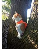 Mynwood Macska Kabát/Hám Magas Viz Narancssárga macska akár 8month